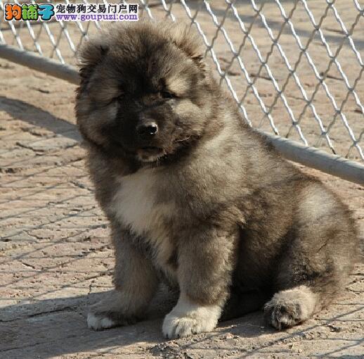 如何训练狗狗撅屁股:解锁萌宠新技能